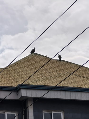 Hooded Vulture
