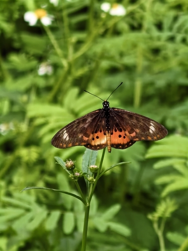 Large Spotted Acraea