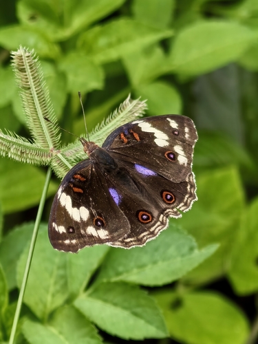 Blue-spot Pansy