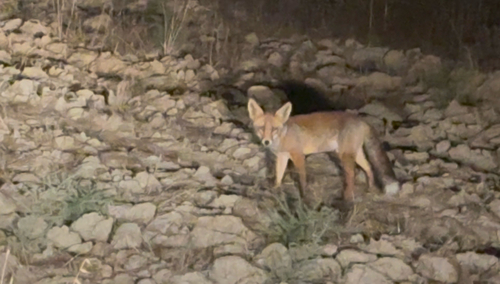 Iberian Red Fox