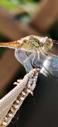 Common Darter