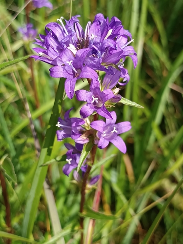 clustered bellflower