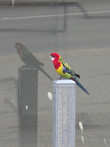 Eastern Rosella