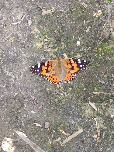 Painted Lady