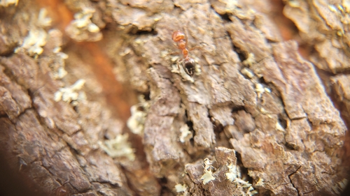 Schmidt's Cocktail Ant