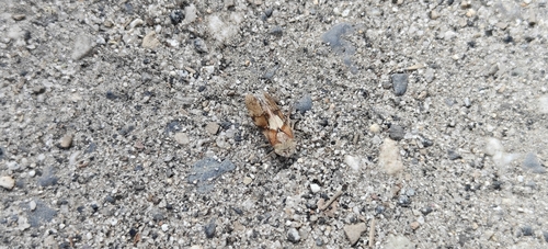 iNaturalist observation photo of Spittlebugs and Froghoppers
