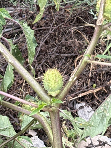 jimsonweed