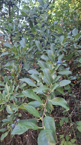 Blackthorn