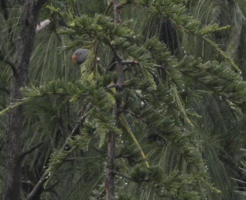 Slaty-headed Parakeet