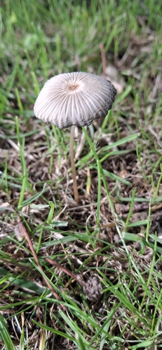 Parasola lilatinctoides