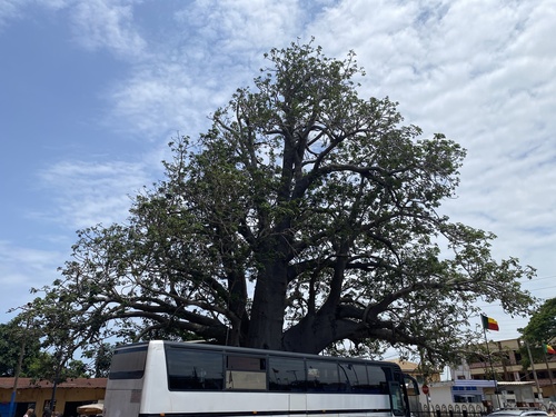 African baobab