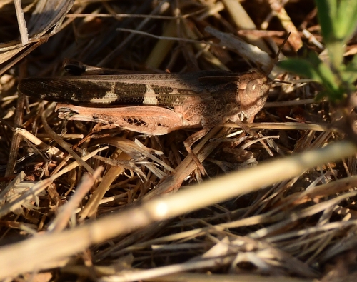 Broad Green-winged Grasshopper