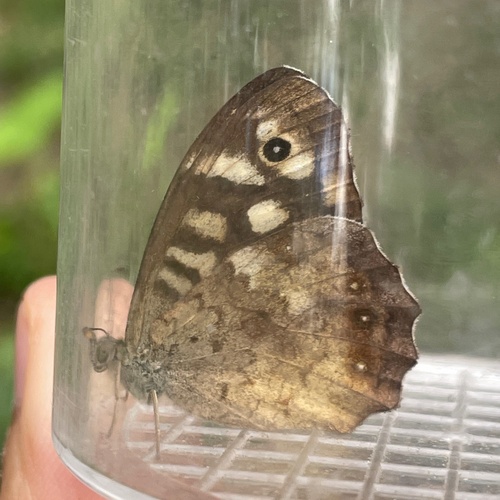 Speckled Wood