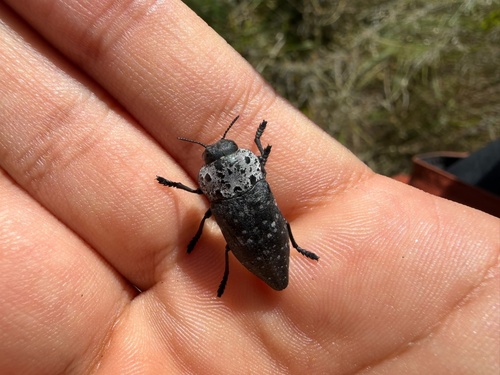Flat-headed Root-borer
