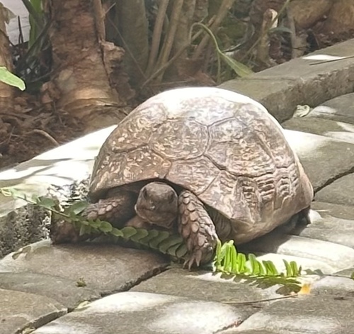 Greek Tortoise