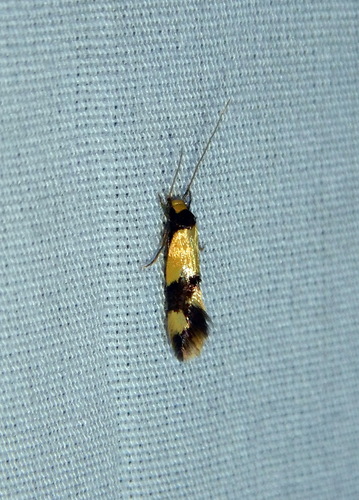 Opogona comptella