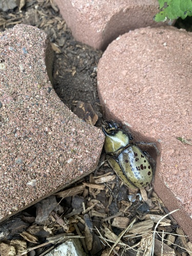 Eastern Hercules Beetle