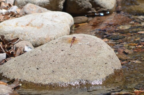 Red Rock Skimmer