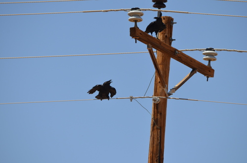 Chihuahuan Raven