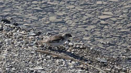 Sanderling