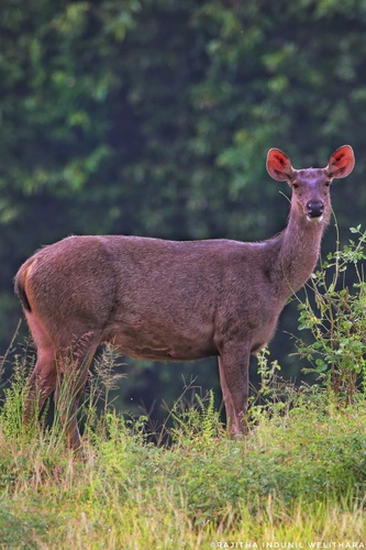 South Asian sambar deer