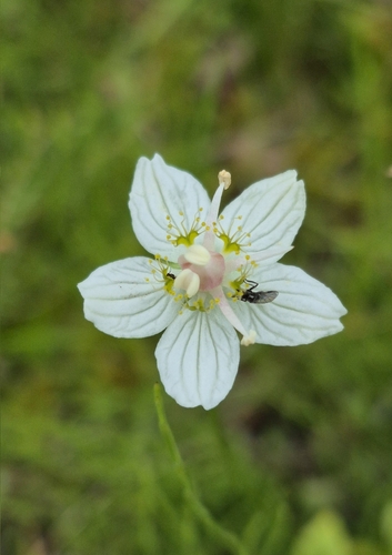 marsh grass-of-Parnassus