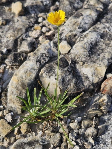 Stemmy Four-nerved Daisy