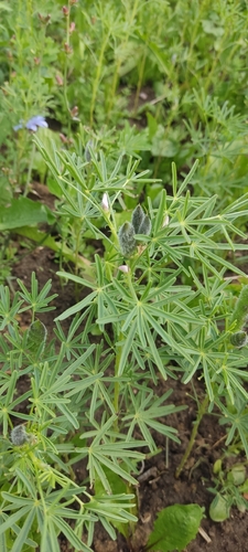 Narrow-leaved Lupine