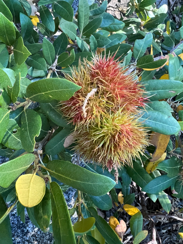 iNaturalist observation photo of Chinquapin Flower Gall Wasp