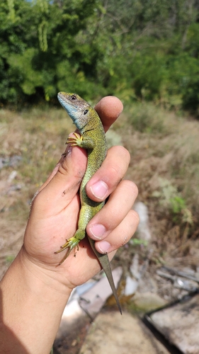 Green Lizard