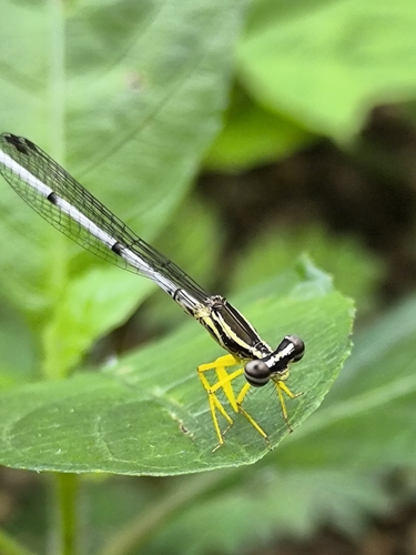 Yellow featherlegs