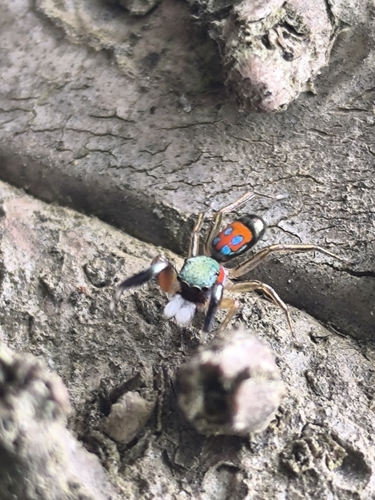 Jade Jumping Spider
