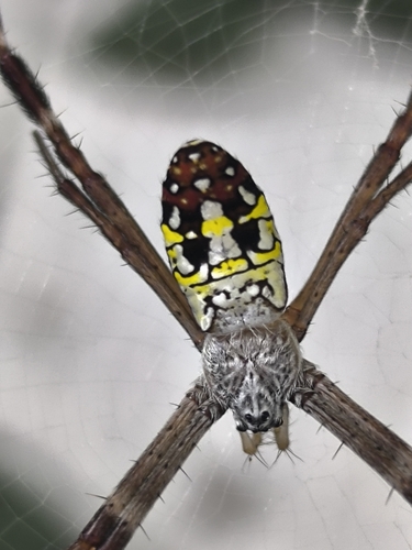 Argiope dang