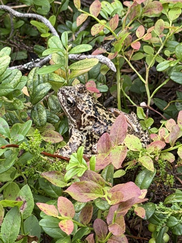 European Common Frog