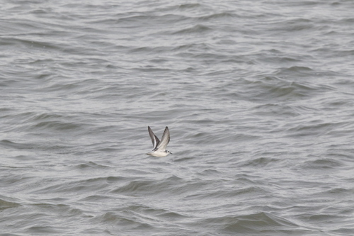 Grey Phalarope