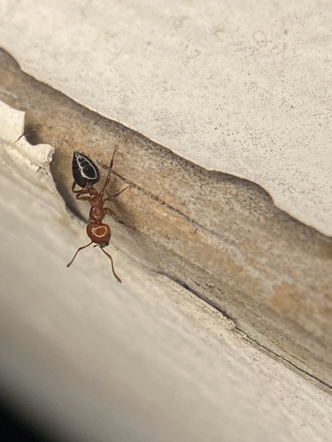 Shiny Acrobat Ant