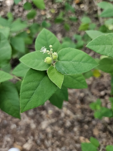 Bush croton