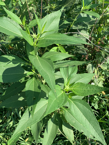 Jerusalem artichoke