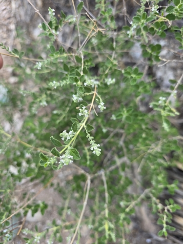 Wright's beebrush