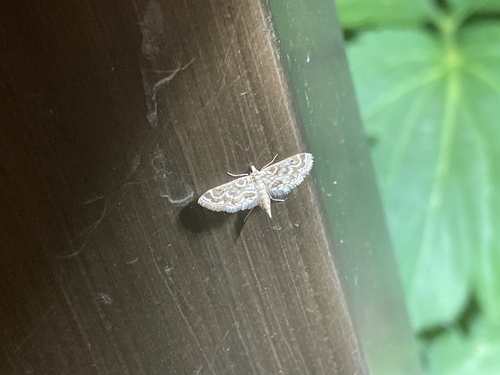 Hydrilla Leafcutter Moth