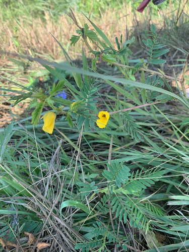 partridge pea