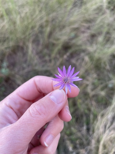 Immortelle