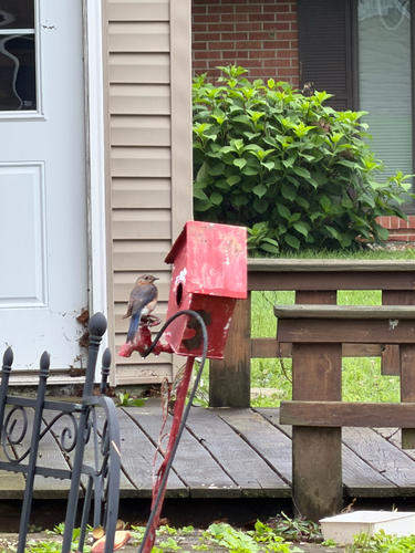 Eastern Bluebird