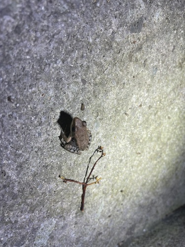 LaTouche's Frog