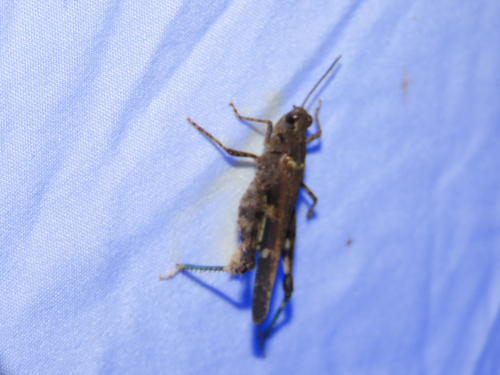 Southwestern Dusky Grasshopper