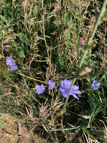 chicory
