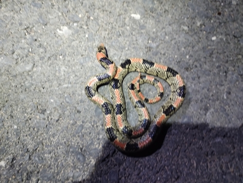 Culebra de nariz larga