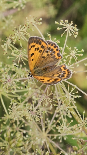 Scarce Copper