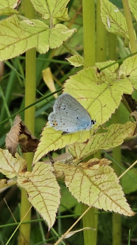 Short-tailed Blue