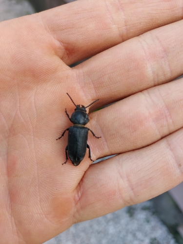 Black Longicorn Beetle
